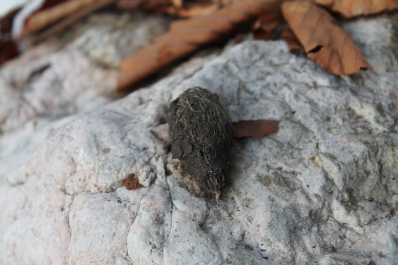 Borra? ID.