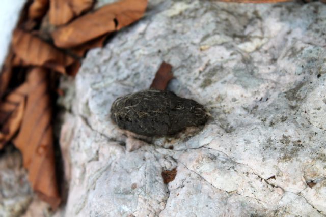 Borra? ID.