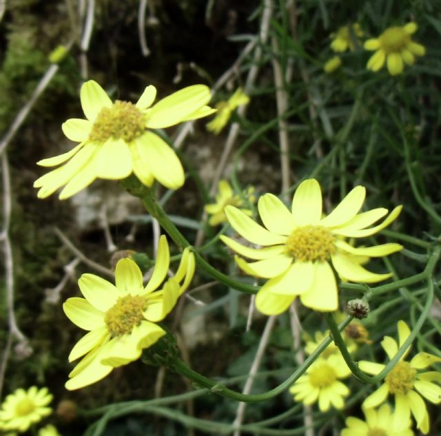 Senecio inaequidens