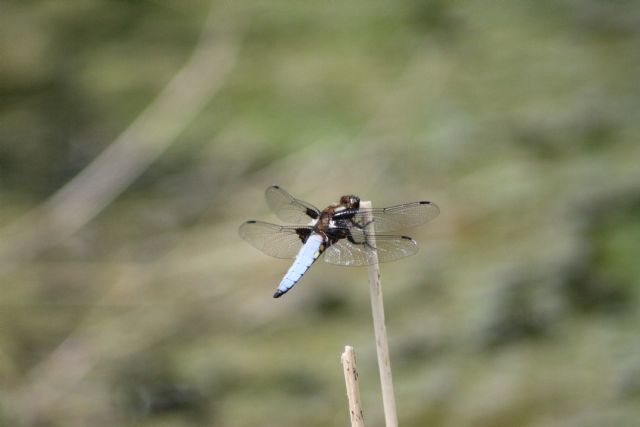 ID libellula