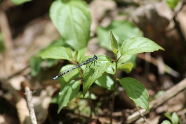 ID libellula