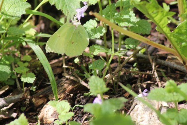 Identificazione Farfalla