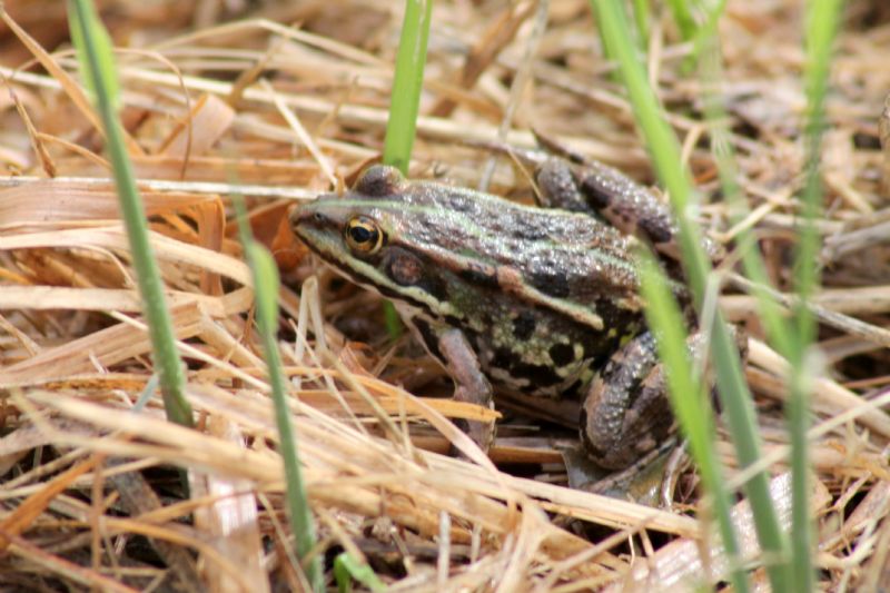 ID rane - Pelophylax sp.