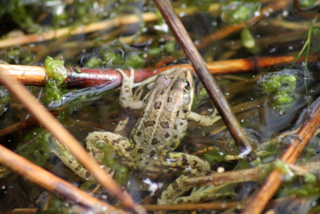 ID rane - Pelophylax sp.