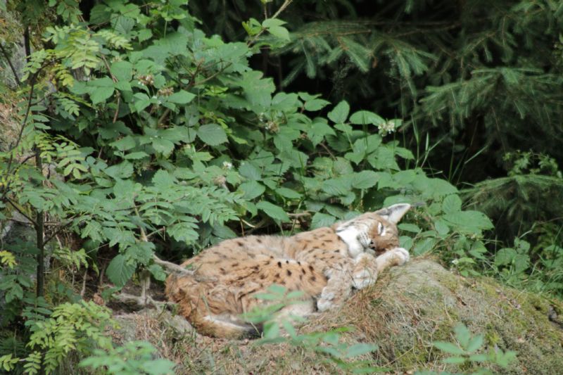 Vacanza al Nationalpark Bayerischer Wald