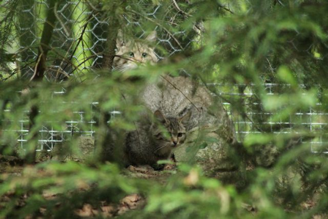 Vacanza al Nationalpark Bayerischer Wald