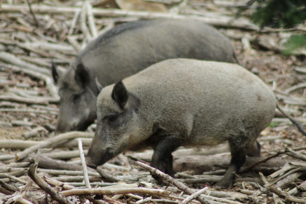 Vacanza al Nationalpark Bayerischer Wald