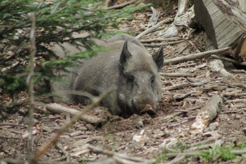 Vacanza al Nationalpark Bayerischer Wald