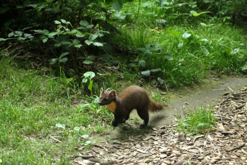 Vacanza al Nationalpark Bayerischer Wald