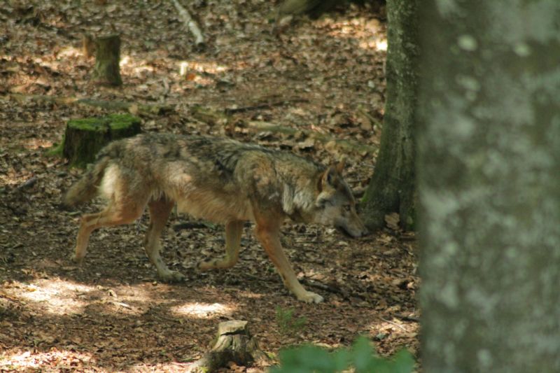 Vacanza al Nationalpark Bayerischer Wald