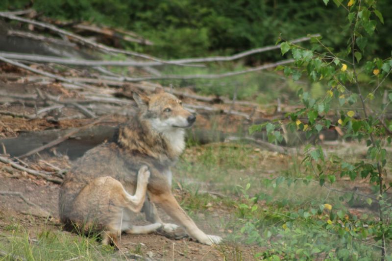 Vacanza al Nationalpark Bayerischer Wald