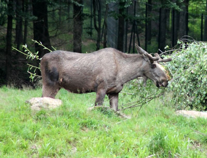 Vacanza al Nationalpark Bayerischer Wald
