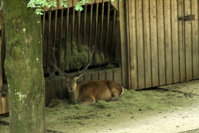 Vacanza al Nationalpark Bayerischer Wald