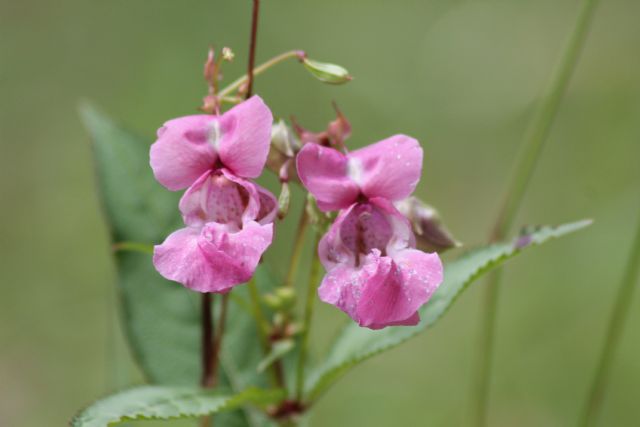 Id fiore
