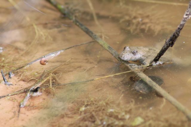 id rane - Pelophylax sp., Bombina variegata