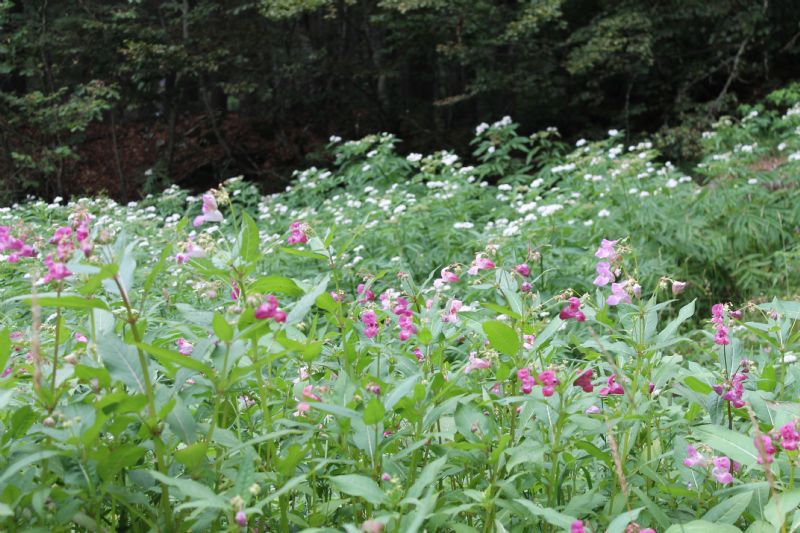 Impatiens glandulifera