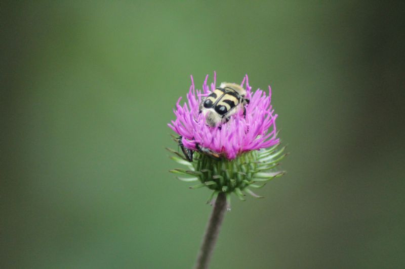 Trichius fasciatus