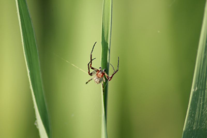 Larinioides sp. - Valle Vecchia Caorle (VE)