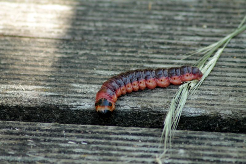 Larva di Cossus cossus