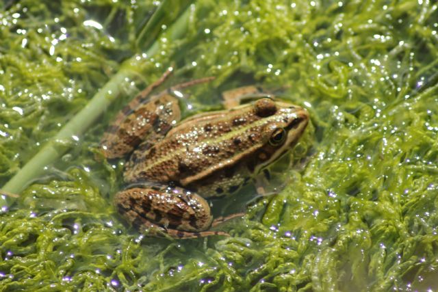 Pelophylax sp. (prov. Venezia)
