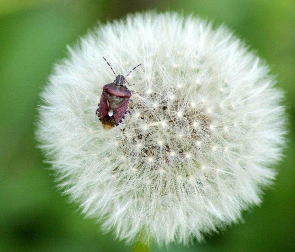 Pentatomidae: Dolycoris baccarum del Veneto (VI)