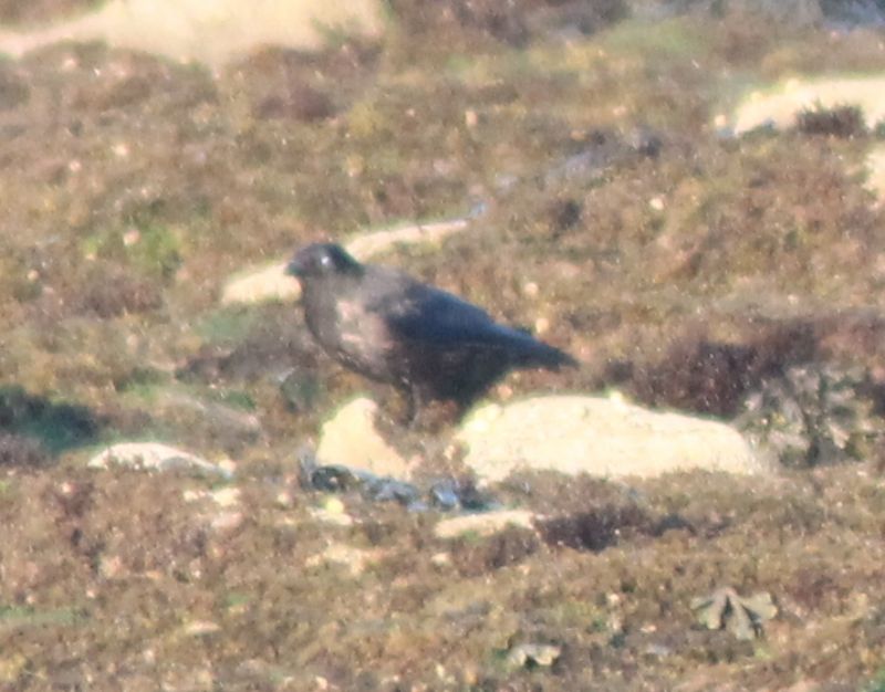 Possibile uccello delle tempeste? Semplice cornacchia?  No, Taccola (Corvus monedula)