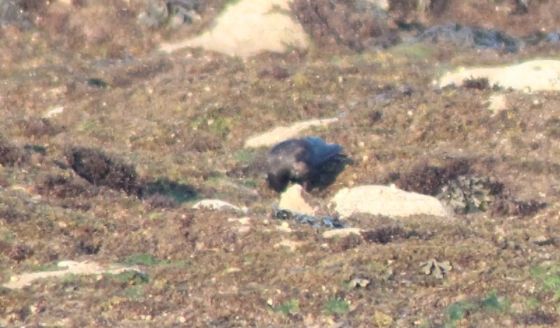 Possibile uccello delle tempeste? Semplice cornacchia?  No, Taccola (Corvus monedula)