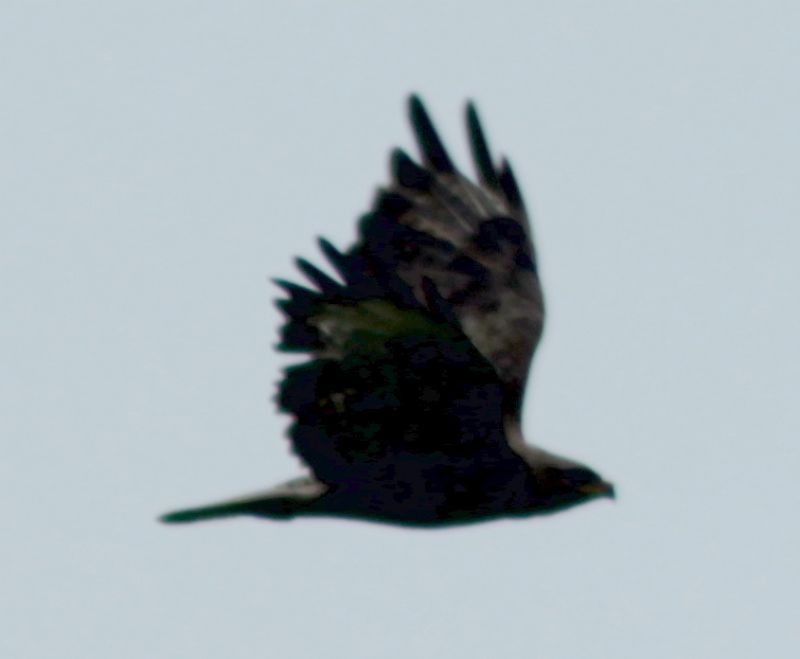 ID rapace: Poiana (Buteo buteo)