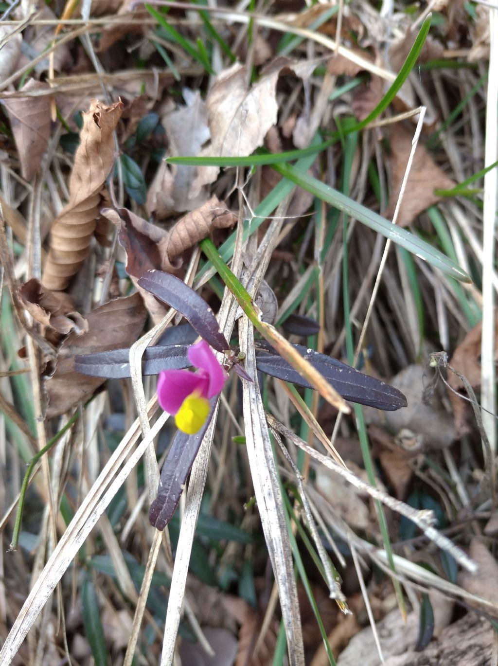 Polygala? si, Polygaloides chamaebuxus (=Polygala chamaebuxus)