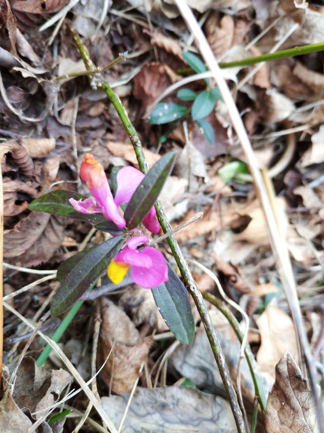 Polygala? si, Polygaloides chamaebuxus (=Polygala chamaebuxus)