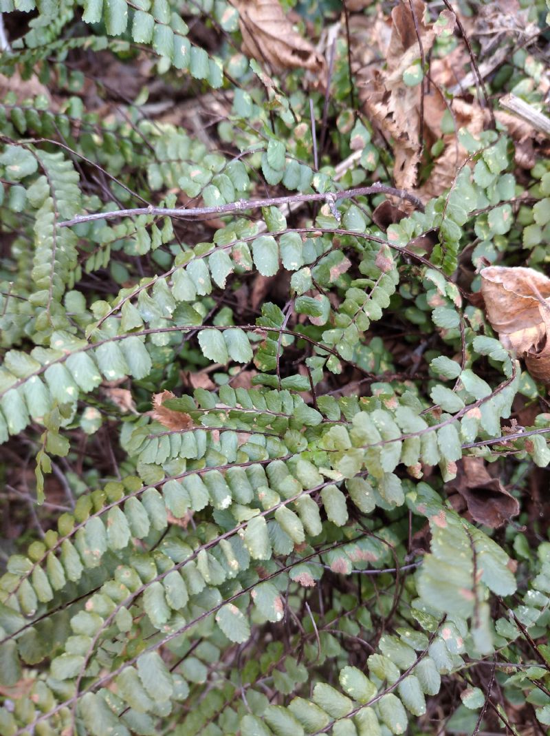 Asplenium trichomanes