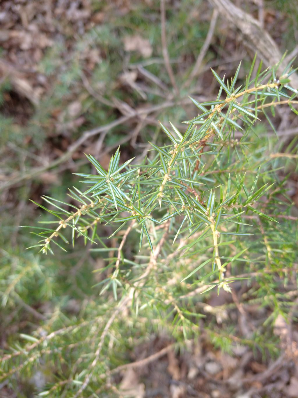 Juniperus communis e oxycedrus ?  Juniperus communis
