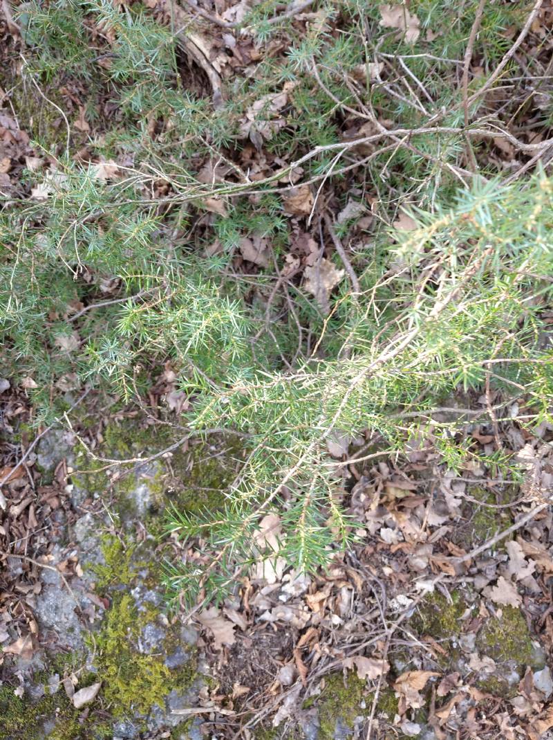 Juniperus communis e oxycedrus ?  Juniperus communis