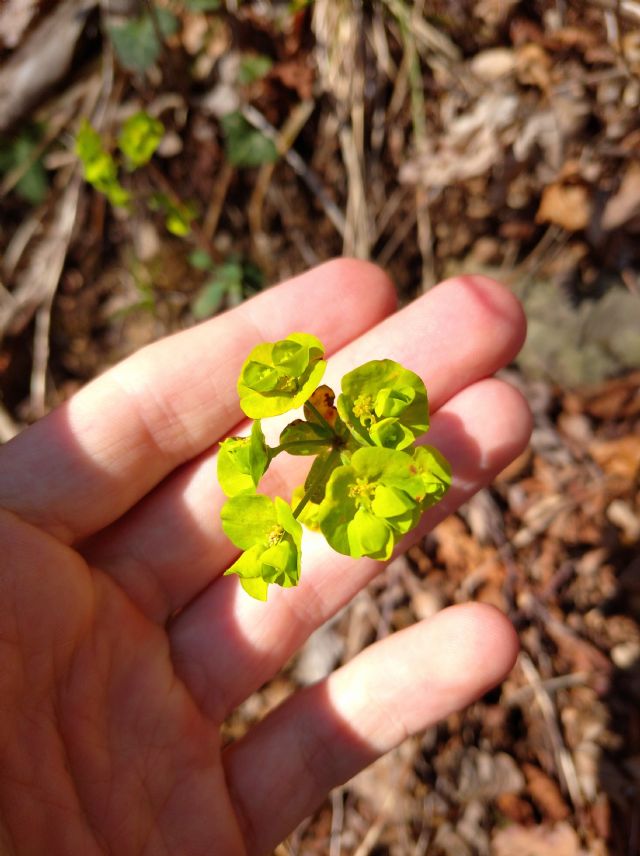 Euphorbia amygdaloides o helioscopia?  Euphorbia cfr. amygdaloides