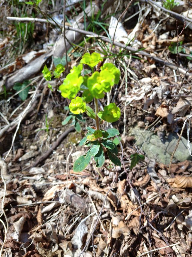 Euphorbia amygdaloides o helioscopia?  Euphorbia cfr. amygdaloides