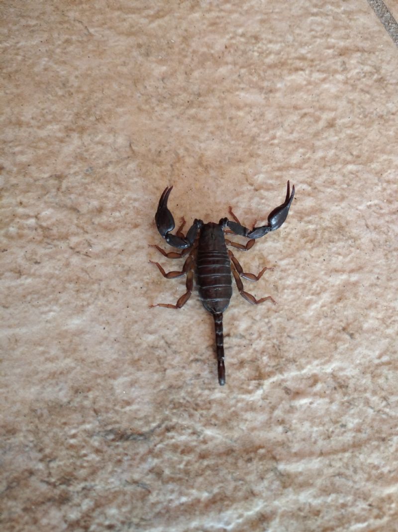 Euscorpius cf. italicus dalla provincia di Vicenza