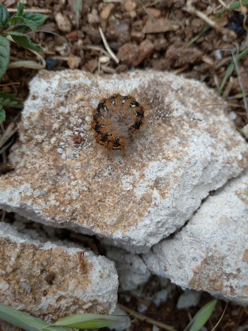 Aiuto Id: Euplagia quadripunctaria - Erebidae