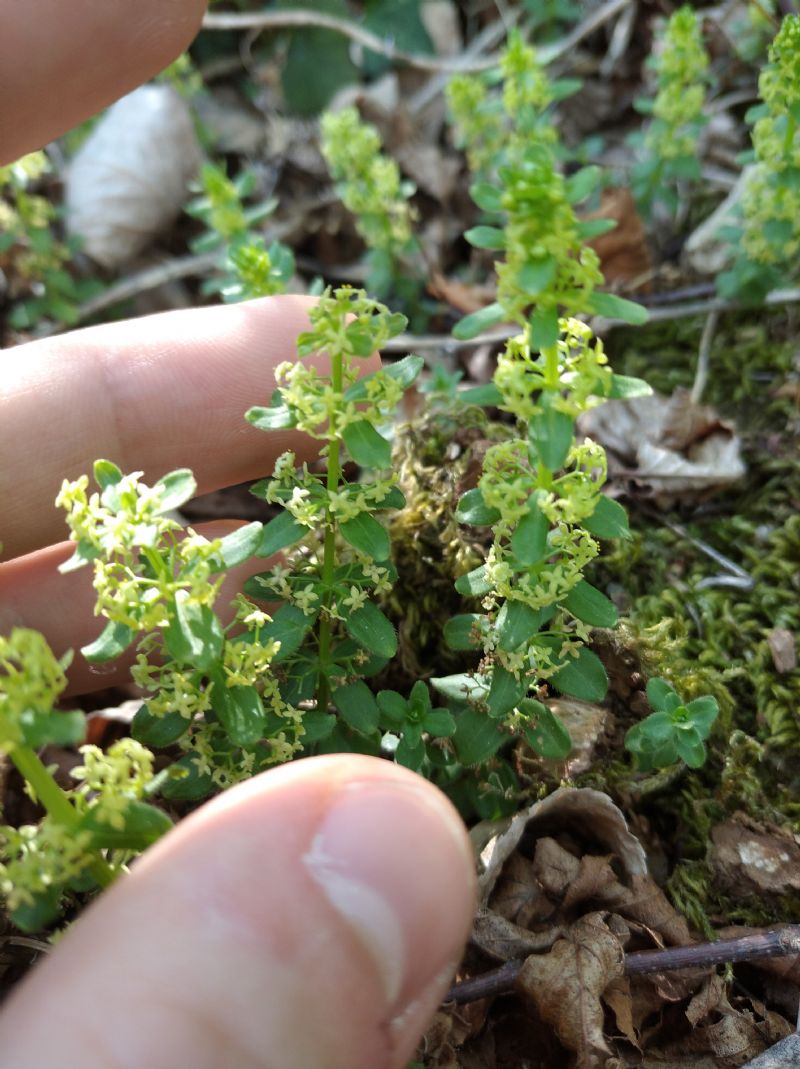 Cruciata glabra o laevipes? Cruciata glabra