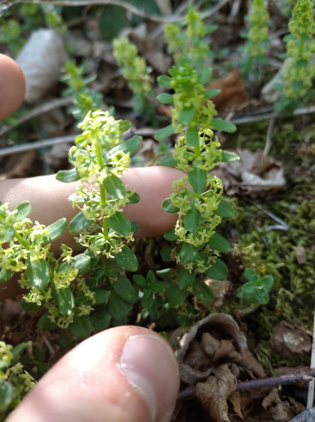 Cruciata glabra o laevipes? Cruciata glabra