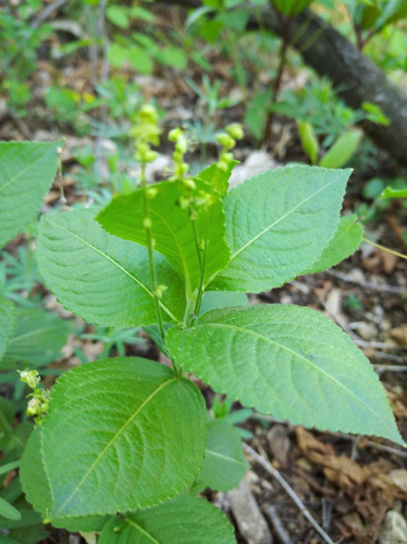 Mercurialis perennis o Circaea letetiana?  Mercurialis perennis