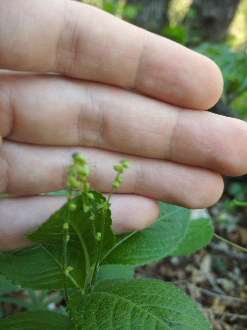 Mercurialis perennis o Circaea letetiana?  Mercurialis perennis