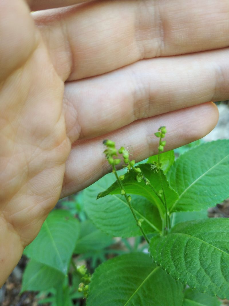 Mercurialis perennis o Circaea letetiana?  Mercurialis perennis