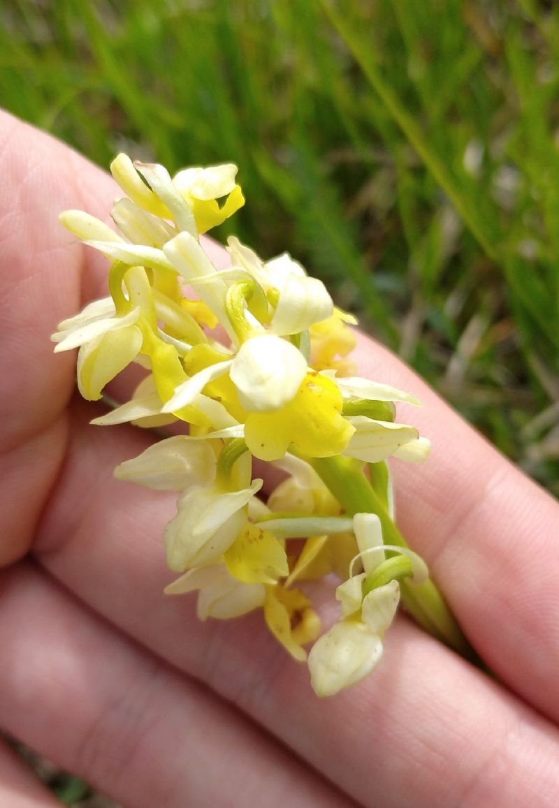 Orchis pallens?