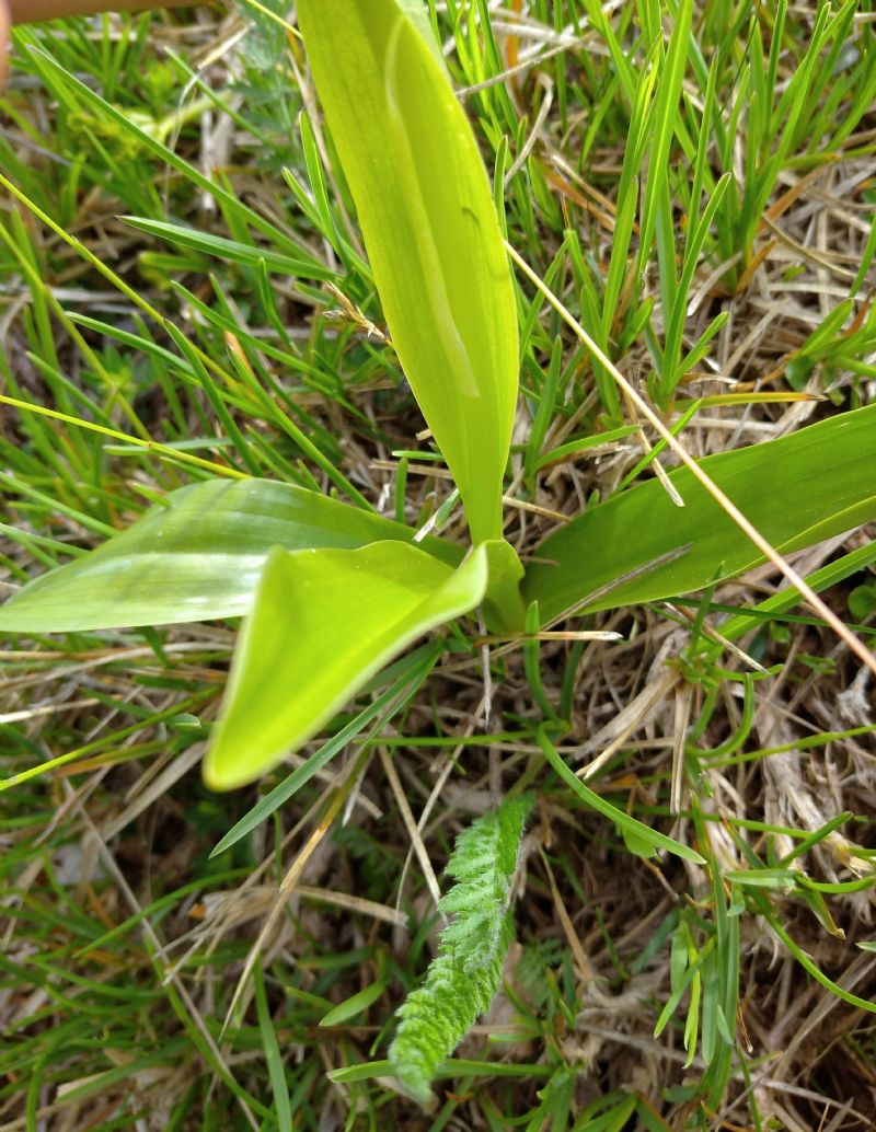 Orchis pallens?
