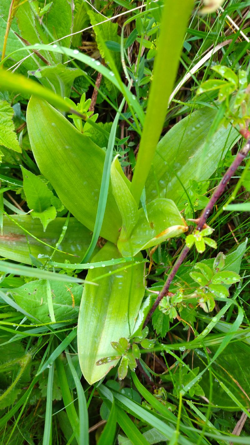 Identificazione orchidea