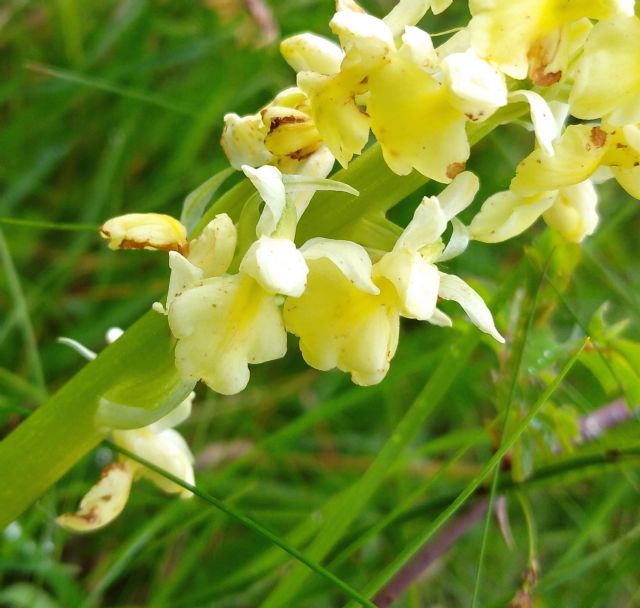 Identificazione orchidea