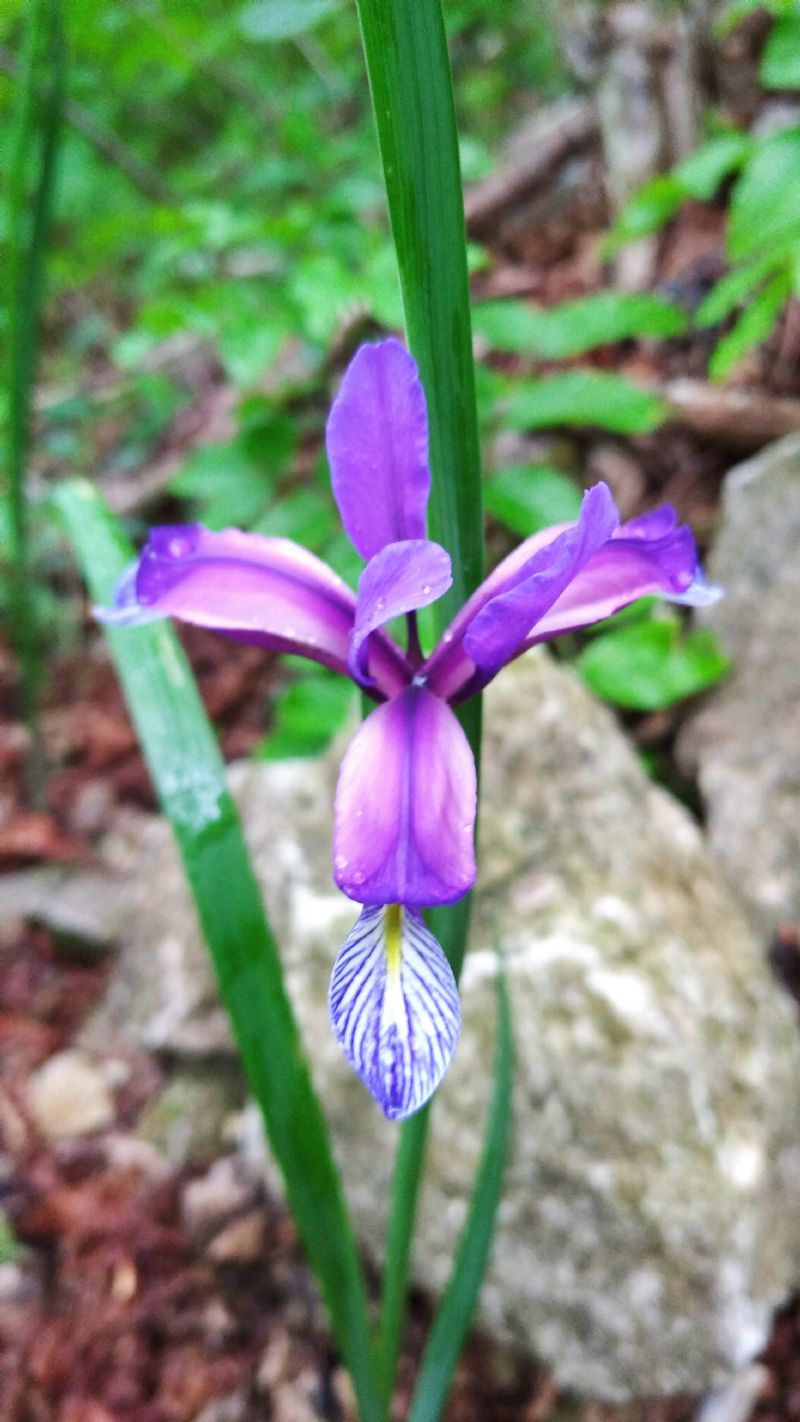 Iris graminea?  S�, ora Chamaeiris graminea