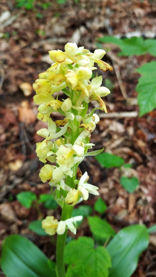 Identificazione orchidea