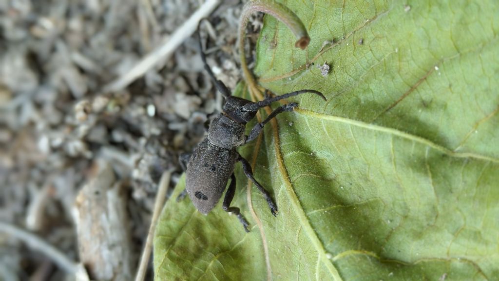 Cerambycidae: Herophila tristis?  S