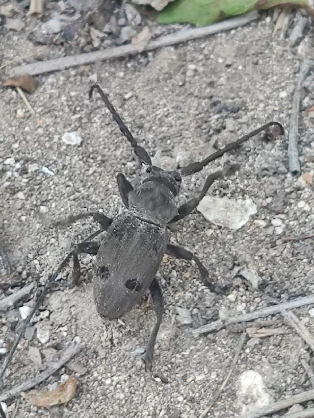 Cerambycidae: Herophila tristis?  S